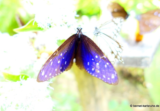 15-01-30-butterflypark-017