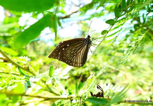 15-01-30-butterflypark-023