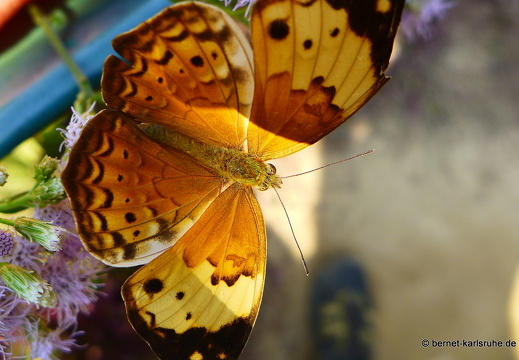 15-01-30-butterflypark-026