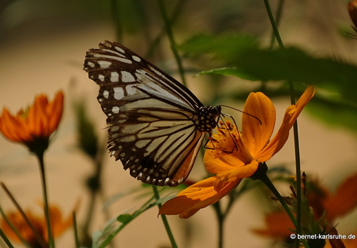 15-01-30-butterflypark-027