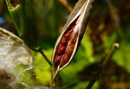 15-01-30-butterflypark-030