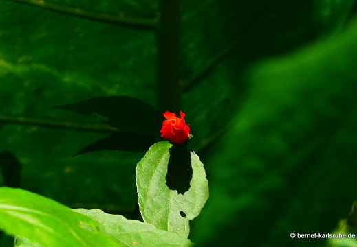 15-01-30-butterflypark-039