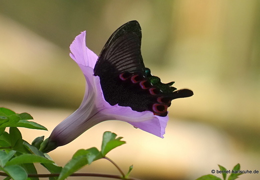 15-01-30-butterflypark-047