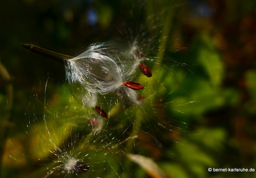 15-01-30-butterflypark-055