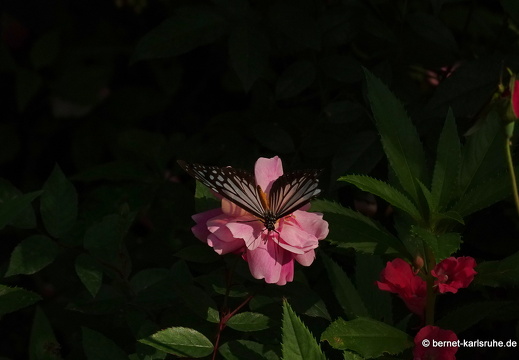 15-01-30-butterflypark-083