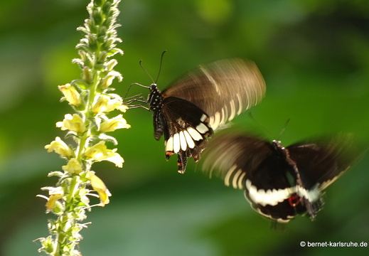 15-01-30-butterflypark-086