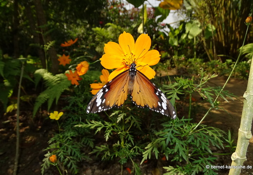 15-01-30-butterflypark-096