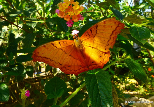 15-01-30-butterflypark-101