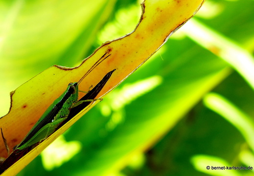 15-01-30-butterflypark-107