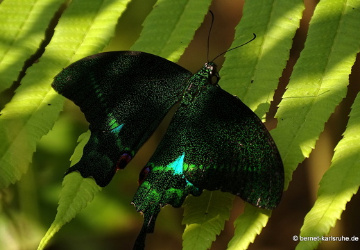 15-01-30-butterflypark-119