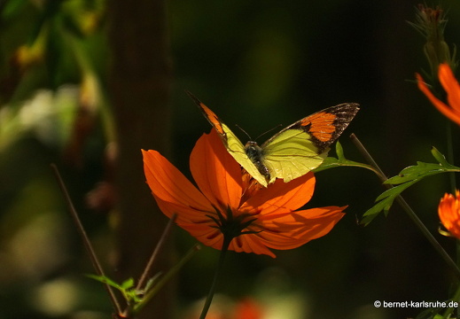 15-01-30-butterflypark-135