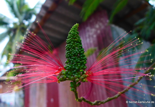 15-01-30-luangprabang-rote bluete-unbekannt-005