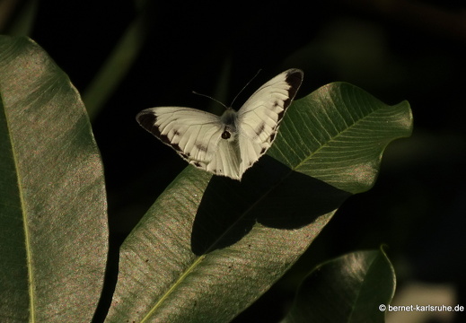 15-01-30-luangprabang-schmetterling-unbekannt-