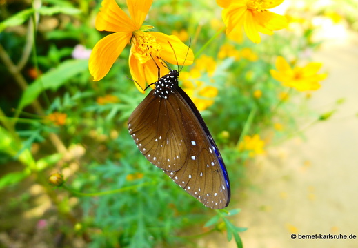 15-01-31-butterflypark-