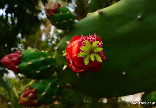 15-01-31-luangprabang-146