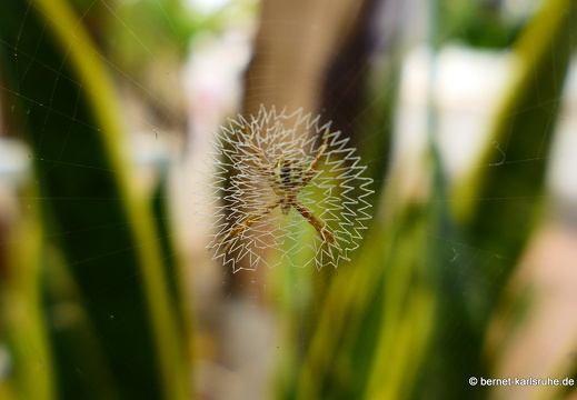 15-02-01-luangprabang-060