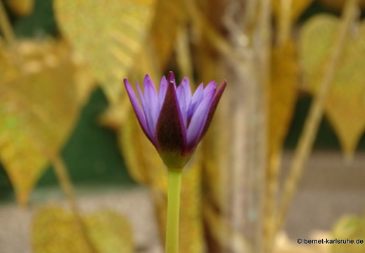 15-02-01-luangprabang-089