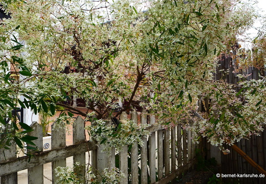 15-02-01-luangprabang-102