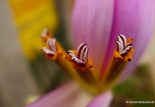 15-02-07-luangnamtha-003