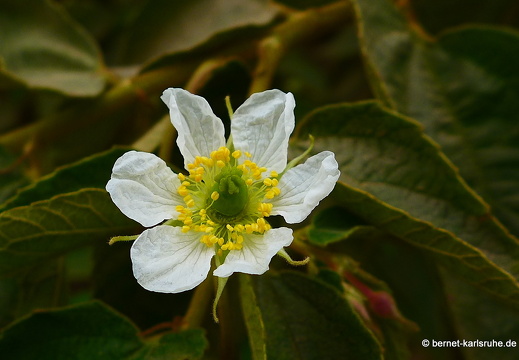 15-02-07-luangnamtha-112