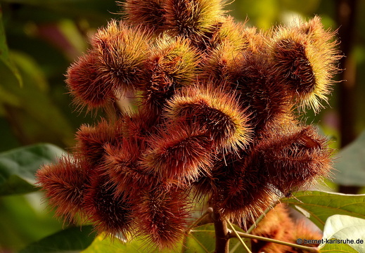 15-02-07-luangnamtha-159