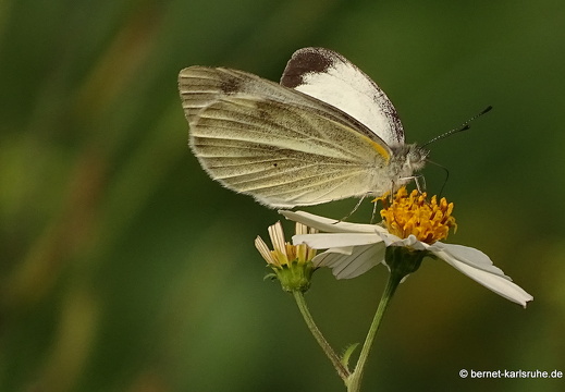 15-02-07-luangnamtha-205