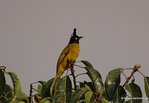 15-02-09-luangnamtha-that-068