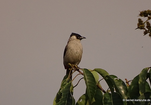 15-02-09-luangnamtha-that-072