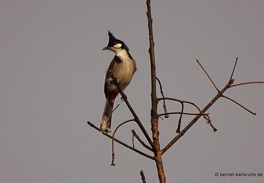 15-02-09-luangnamtha-that-086