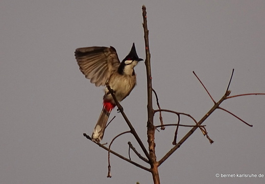 15-02-09-luangnamtha-that-087