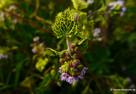 15-02-10-luangnamtha-am tha-012