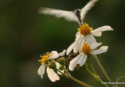 15-02-10-luangnamtha-am tha-015