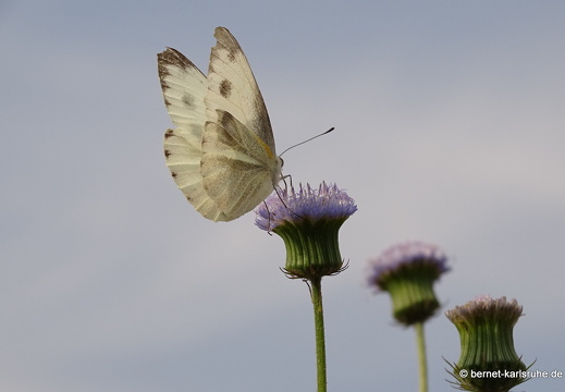 15-02-10-luangnamtha-schmetterling weiss-004