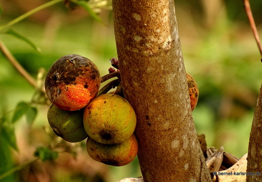 15-02-11-luangnamtha-047