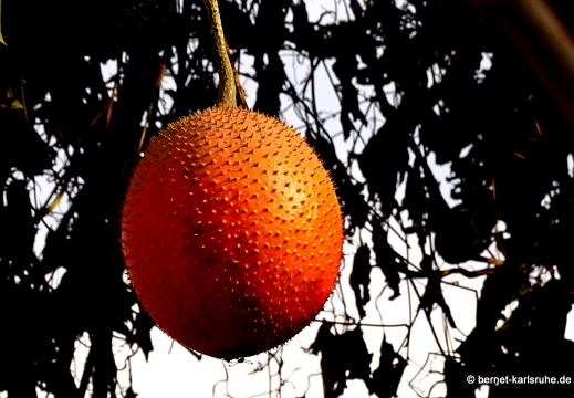 15-02-11-luangnamtha-174