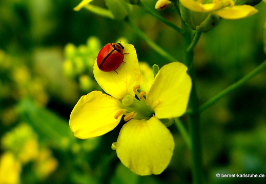 15-02-12-luangnamtha-insekt-unbekannt-010