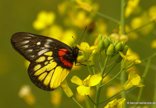 15-02-12-luangnamtha-schmetterling-painted jezebel-002