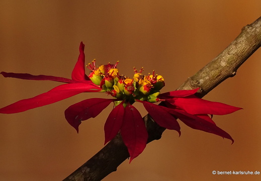 15-02-14-oudomxai-phou that-021