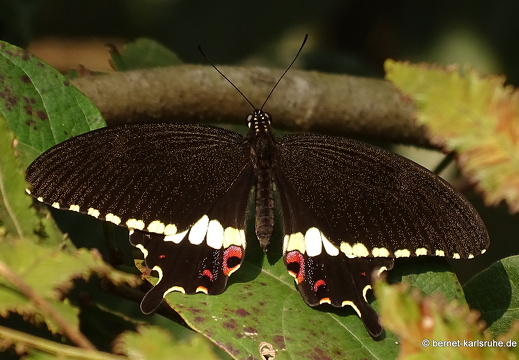 15-02-15-oudomxai-schmetterling-braun-unbekannt-004