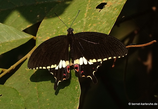 15-02-15-oudomxai-schmetterling-braun-unbekannt-009