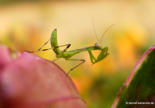 15-02-17-nongkiao-146