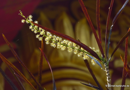 15-02-19-nongkiao-bootsfahrt-muang ngoi-014