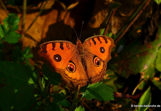 15-02-20-nongkiao-schmetterling-orange-braun-unbekannt-003