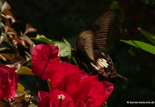 15-02-21-nongkiao-338