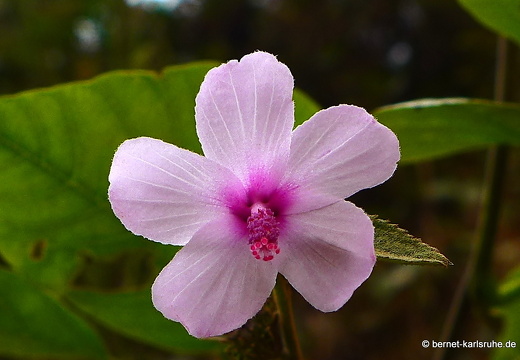 15-02-22-nongkiao-036