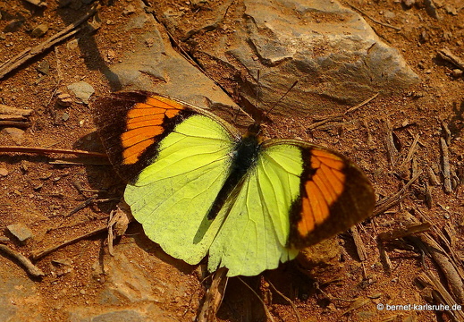 15-02-22-nongkiao-148