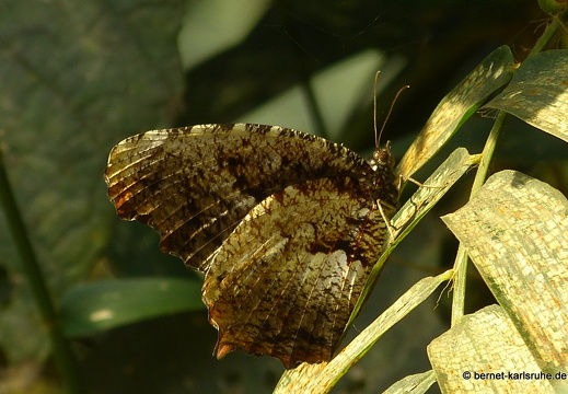 15-02-24-nongkiao-096