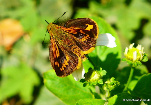 15-02-24-nongkiao-301