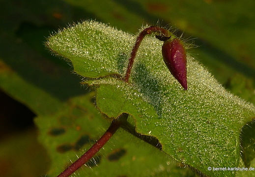 15-02-25-nongkiao-056