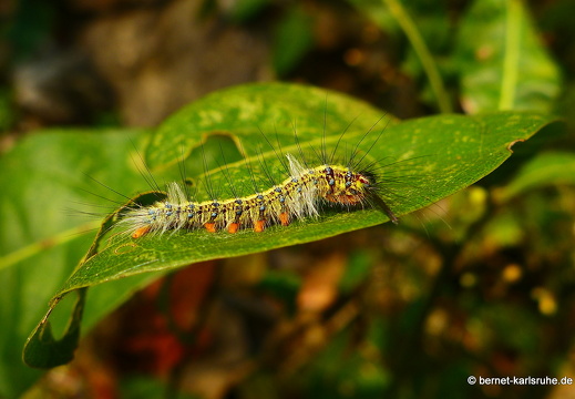 15-02-25-nongkiao-schmetterlingsraupe-007